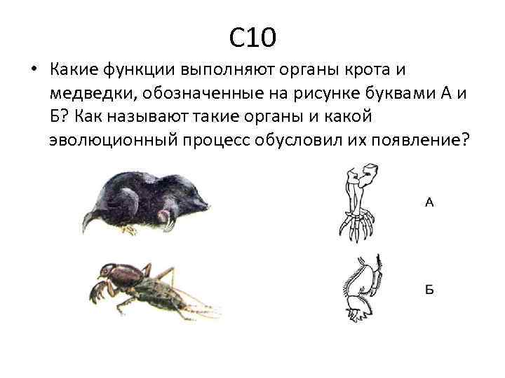 Какие органы изображены на рисунке и в результате какого эволюционного процесса они сформировались