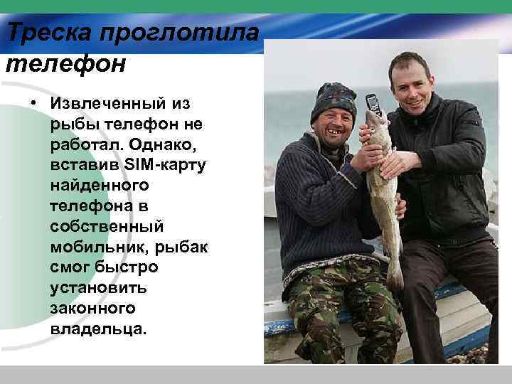 Треска проглотила телефон • Извлеченный из рыбы телефон не работал. Однако, вставив SIM-карту найденного