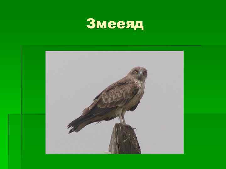 Змееяд 