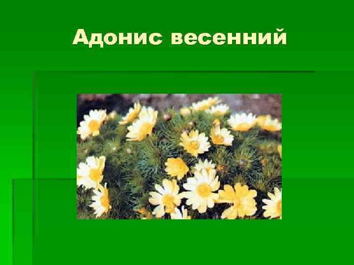 Адонис весенний 