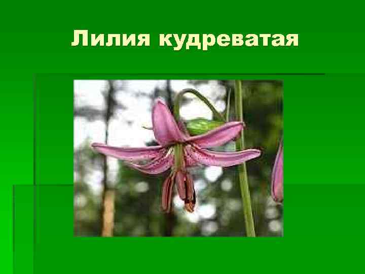 Лилия кудреватая 