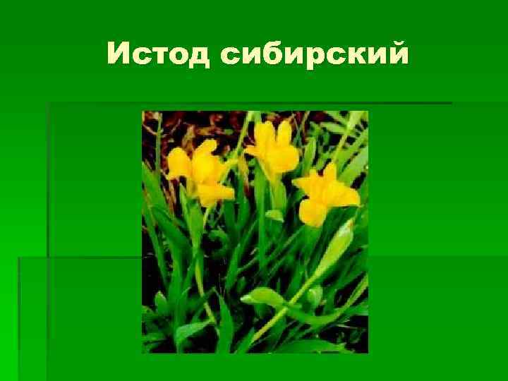 Красная книга тюменской области растения с картинками