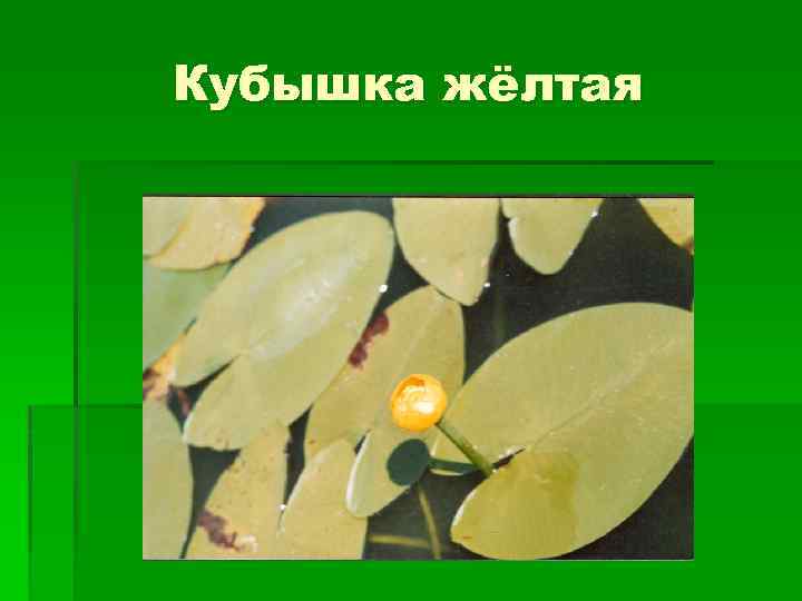 Кубышка жёлтая 