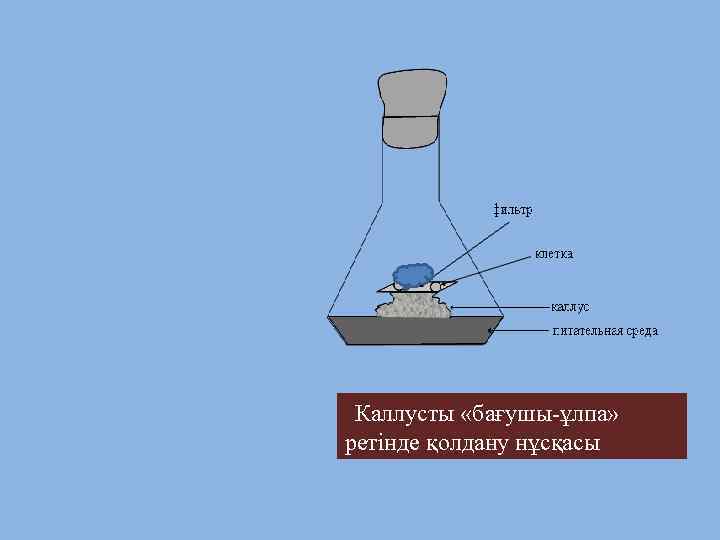 Каллусты «бағушы-ұлпа» ретінде қолдану нұсқасы 