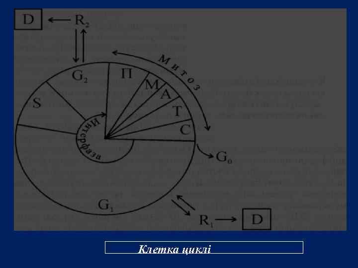 Клетка циклі 