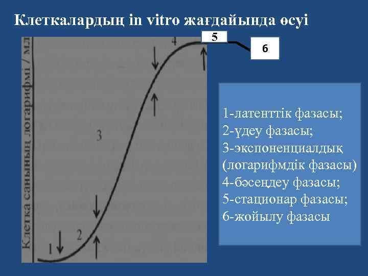 Клеткалардың in vitro жағдайында өсуі 5 6 1 -латенттік фазасы; 2 -үдеу фазасы; 3