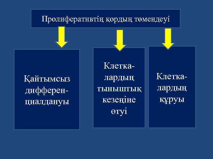 Пролиферативтің қордың төмендеуі Қайтымсыз дифференциалдануы Клеткалардың тыныштық кезеңіне өтуі Клеткалардың құруы 