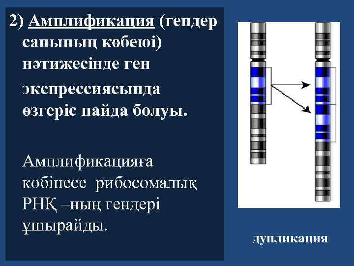 2) Амплификация (гендер санының көбеюі) нәтижесінде ген экспрессиясында өзгеріс пайда болуы. Амплификацияға көбінесе рибосомалық