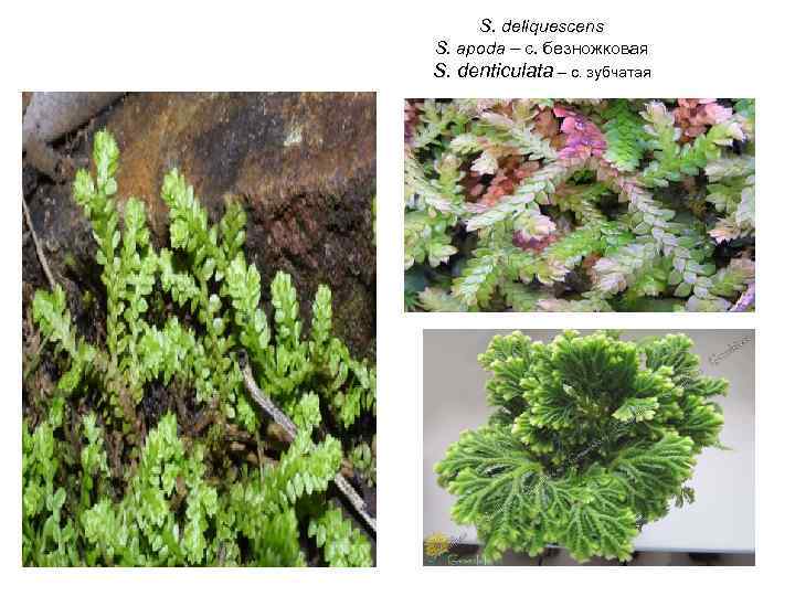 S. deliquescens S. apoda – с. безножковая S. denticulata – с. зубчатая 