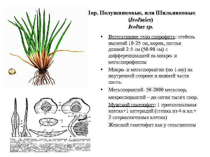 Плауновидные схема плодолистиков