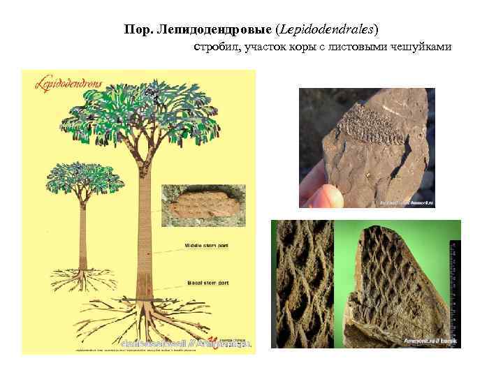 Пор. Лепидодендровые (Lepidodendrales) cтробил, участок коры с листовыми чешуйками 