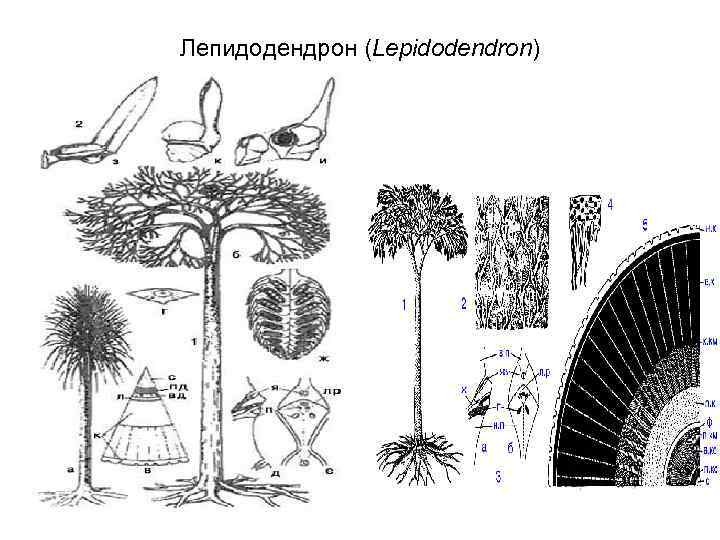 На рисунке изображены отпечатки листьев ствола и реконструкция лепидодендрона рода вымерших