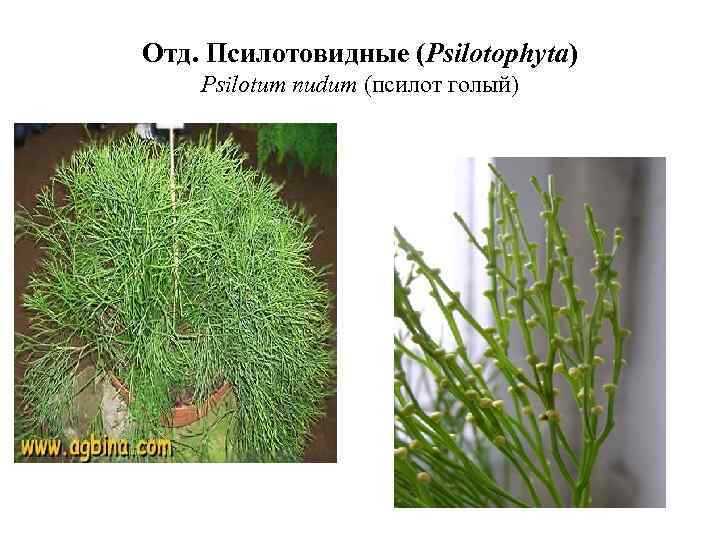 Отд. Псилотовидные (Psilotophyta) Psilotum nudum (псилот голый) 