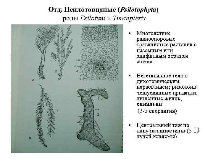 На рисунке изображены псилофиты вымершие растения используя