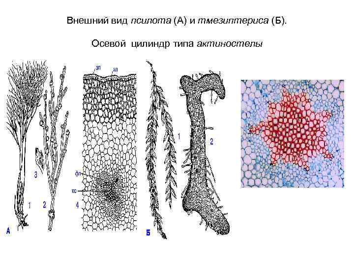Внешний вид псилота (А) и тмезиптериса (Б). Осевой цилиндр типа актиностелы 