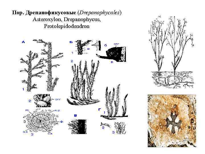 Плауновидные рисунок с подписями