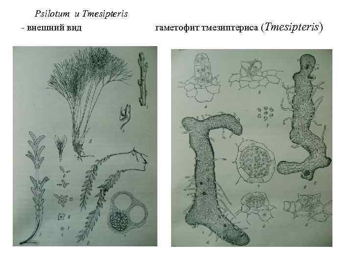 Psilotum и Tmesipteris - внешний вид гаметофит тмезиптериса (Tmesipteris) 