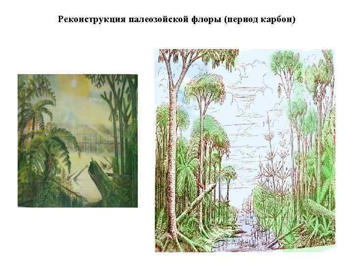 Реконструкция палеозойской флоры (период карбон) 