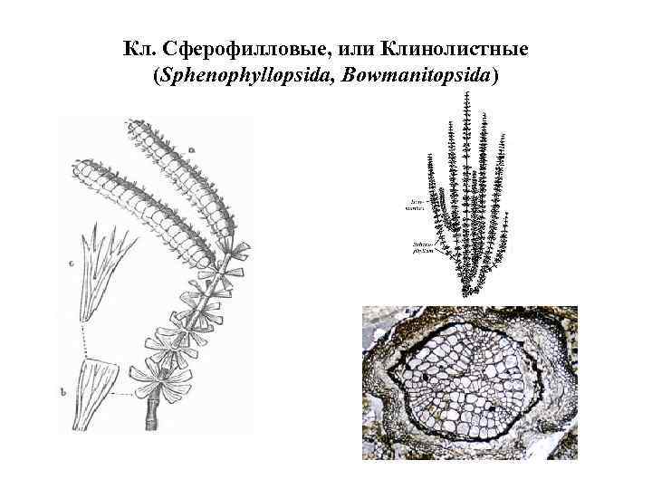 Плауновые растения диаграмма