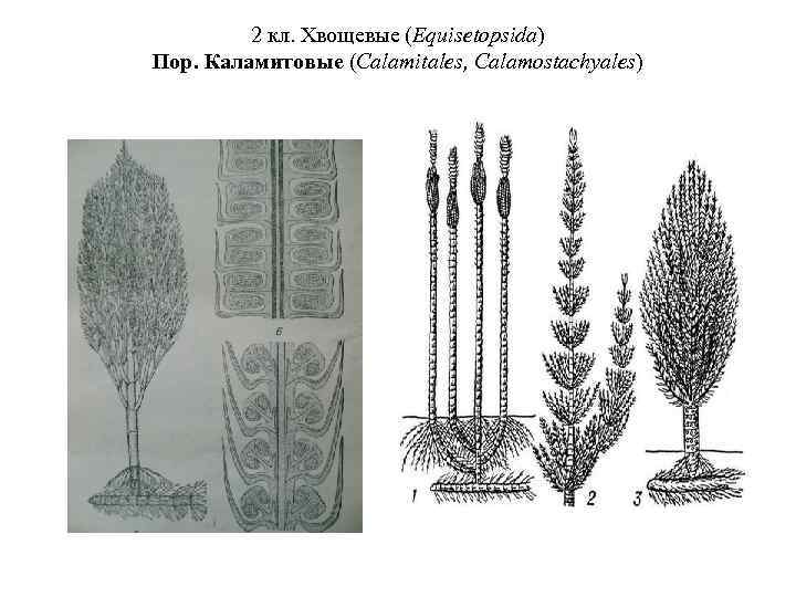 Плауновые растения диаграмма