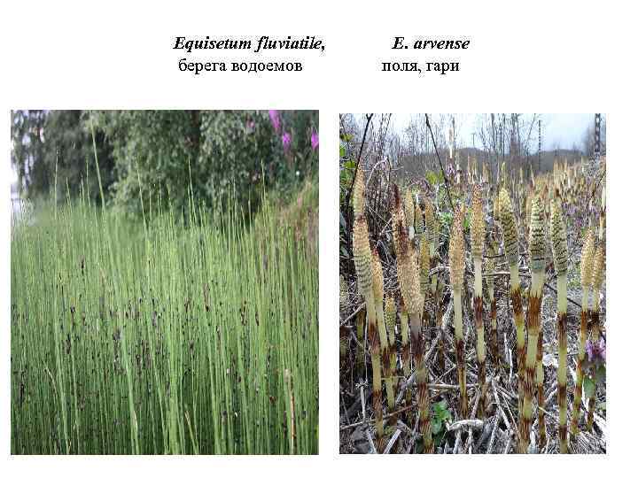 Equisetum fluviatile, берега водоемов E. arvense поля, гари 