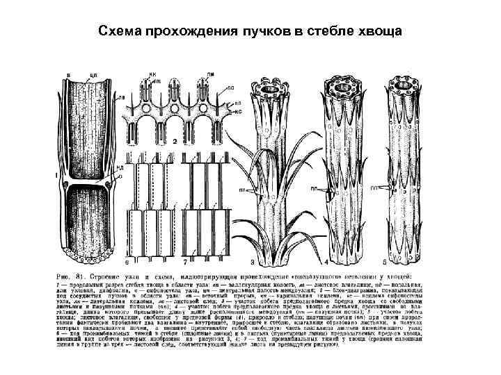 Схема прохождения пучков в стебле хвоща 