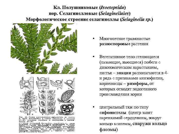 Разноспоровые плауны