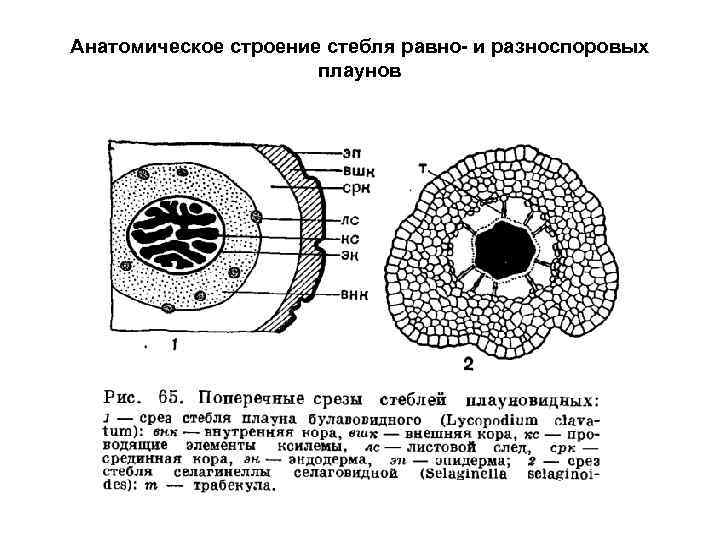 Стебель плауна