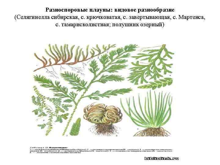 Жизненная форма плаунов