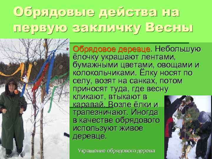 Обрядовые действа на первую закличку Весны § Обрядовое деревце. Небольшую ёлочку украшают лентами, бумажными