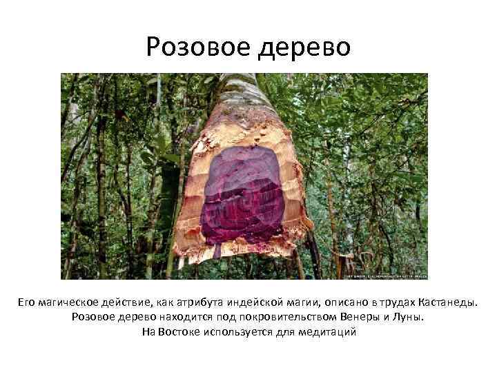 Розовое дерево Его магическое действие, как атрибута индейской магии, описано в трудах Кастанеды. Розовое