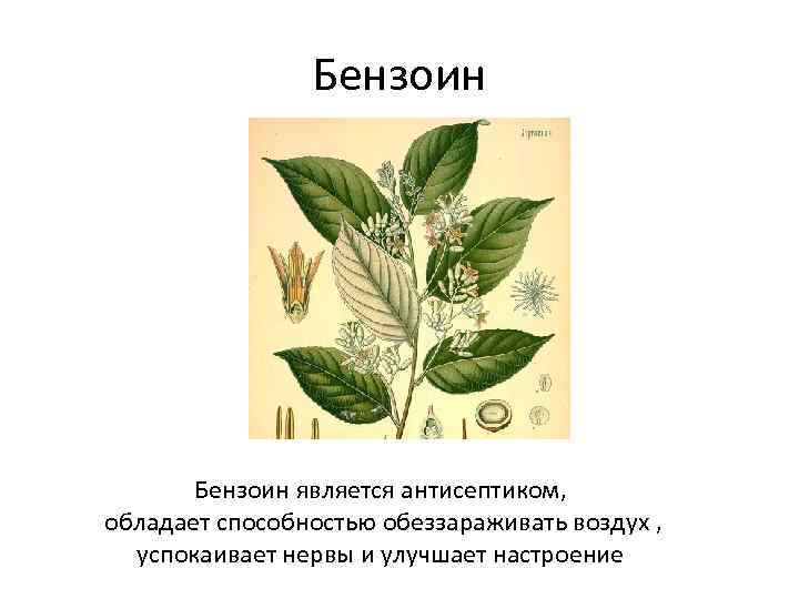 Бензоин является антисептиком, обладает способностью обеззараживать воздух , успокаивает нервы и улучшает настроение 