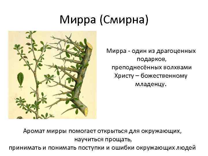 Мирра (Смирна) Мирра - один из драгоценных подарков, преподнесённых волхвами Христу – божественному младенцу.