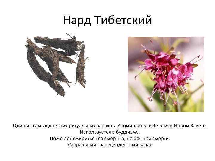 Нард Тибетский Один из самых древних ритуальных запахов. Упоминается в Ветхом и Новом Завете.