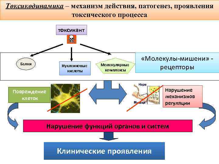 Токсикодинамика – механизм действия, патогенез, проявления токсического процесса токсикант Белки Нуклеиновые кислоты Молекулярные комплексы