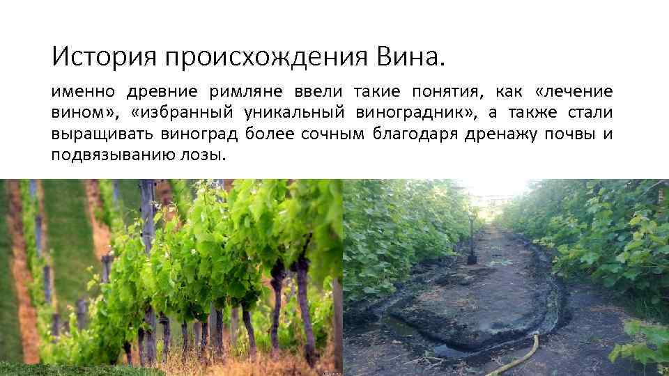 История происхождения Вина. именно древние римляне ввели такие понятия, как «лечение вином» , «избранный