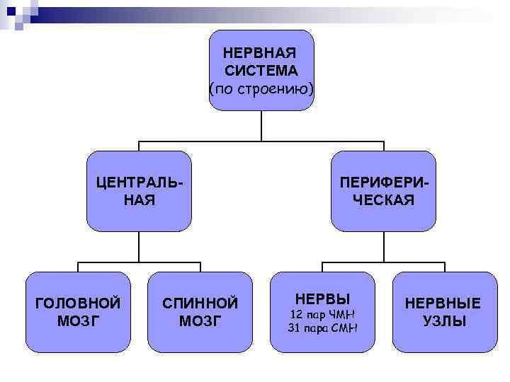 НЕРВНАЯ СИСТЕМА (по строению) ЦЕНТРАЛЬНАЯ ГОЛОВНОЙ МОЗГ СПИННОЙ МОЗГ ПЕРИФЕРИЧЕСКАЯ НЕРВЫ 12 пар ЧМН