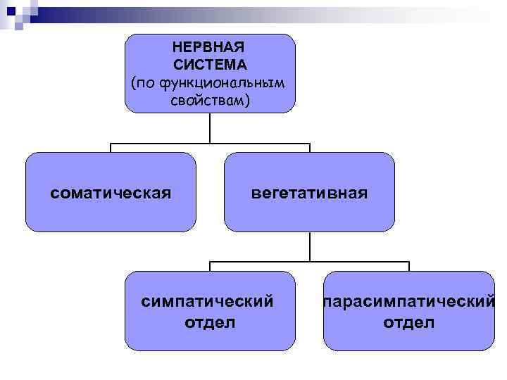 НЕРВНАЯ СИСТЕМА (по функциональным свойствам) соматическая вегетативная симпатический отдел парасимпатический отдел 