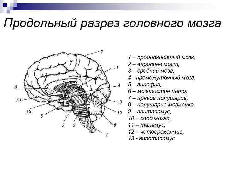 Сагиттальный разрез головного мозга рисунок с подписями