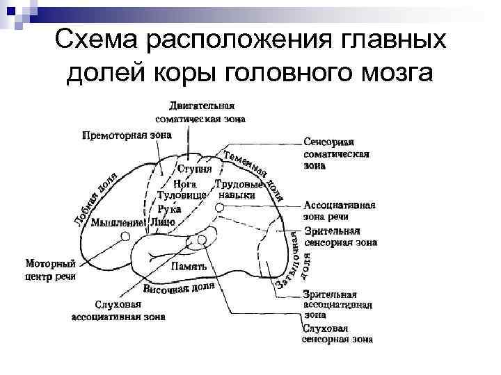 Схема расположения главных долей коры головного мозга 