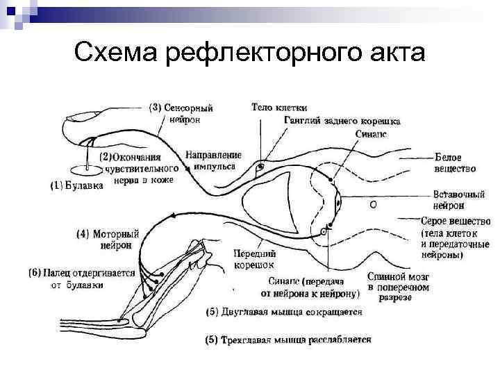 Дошкольный возраст анатомия и физиология