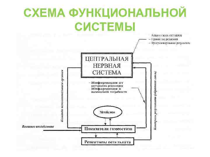 СХЕМА ФУНКЦИОНАЛЬНОЙ СИСТЕМЫ 