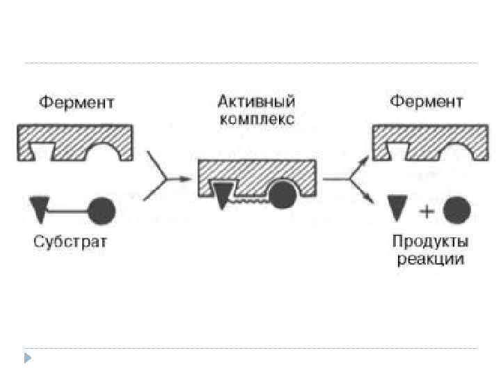 Механизм ферментов. Механизм действия ферментов ключ замок. Механизм действия ферментов схема. Фермент ключ субстрат замок.