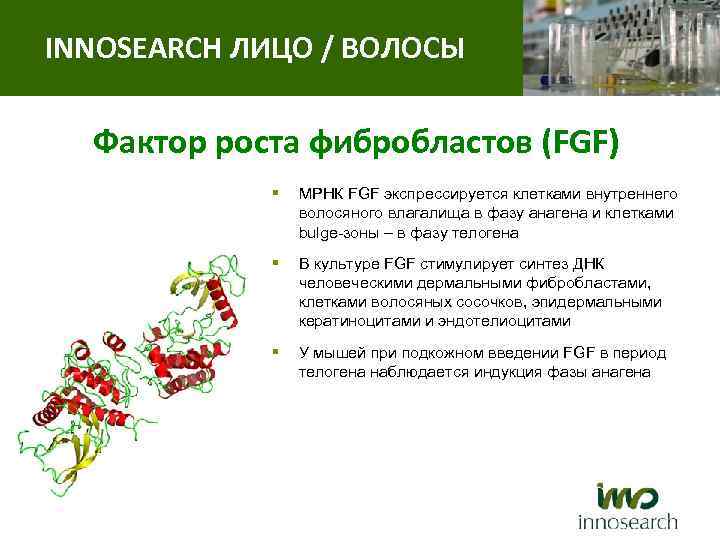 INNOSEARCH ЛИЦО / ВОЛОСЫ Фактор роста фибробластов (FGF) § МРНК FGF экспрессируется клетками внутреннего