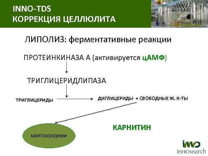 INNO-TDS КОРРЕКЦИЯ ЦЕЛЛЮЛИТА ЛИПОЛИЗ: ферментативные реакции ПРОТЕИНКИНАЗА A (активируется ц. АМФ) ТРИГЛИЦЕРИДЛИПАЗА ТРИГЛИЦЕРИДЫ ДИГЛИЦЕРИДЫ