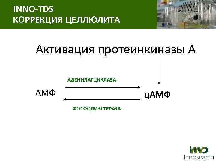 INNO-TDS КОРРЕКЦИЯ ЦЕЛЛЮЛИТА Активация протеинкиназы А АДЕНИЛАТЦИКЛАЗА АМФ ц. АМФ ФОСФОДИЭСТЕРАЗА 