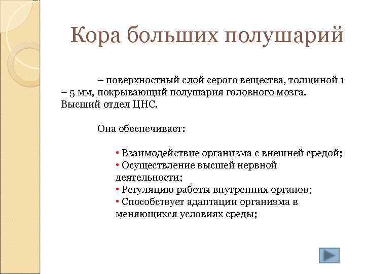 Кора больших полушарий – поверхностный слой серого вещества, толщиной 1 – 5 мм, покрывающий