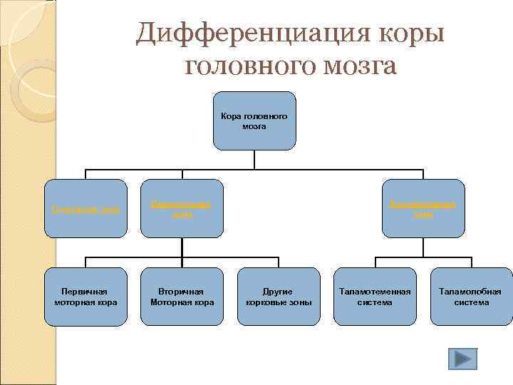 Дифференциация коры головного мозга Кора головного мозга Сенсорная зона Двигательная зона Первичная моторная кора