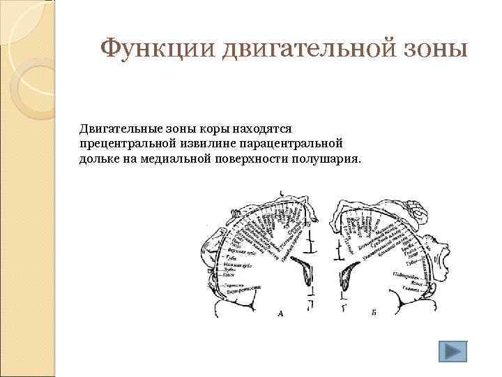 Функции двигательной зоны Двигательные зоны коры находятся прецентральной извилине парацентральной дольке на медиальной поверхности