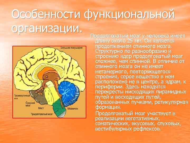 Особенности функциональной организации. Продолговатый мозг у человека имеет длину около 25 мм. Он является